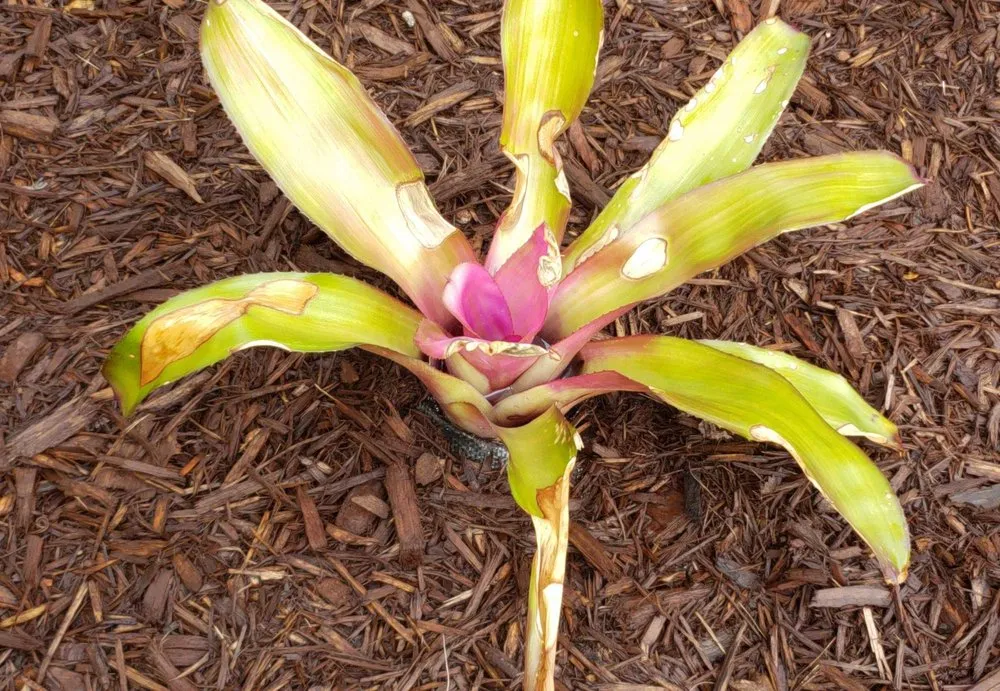 Custom lawn mowing service in Jupiter, FL by Landscape Solutions