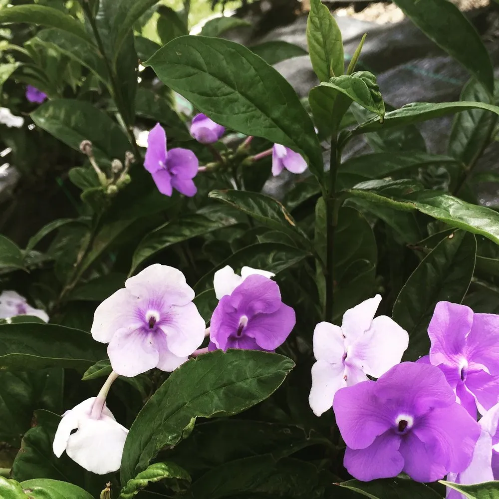 Trusted outdoor landscaping in Jupiter, FL - Landscape Solutions