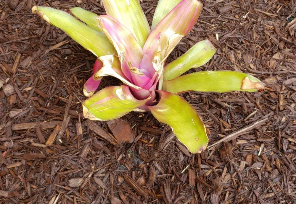 Local lawn mowing service in Jupiter, FL by Landscape Solutions