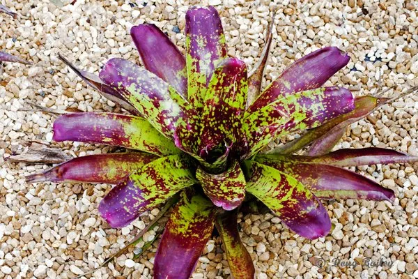 Professional lawn mowing service experts serving Jupiter, FL - Landscape Solutions