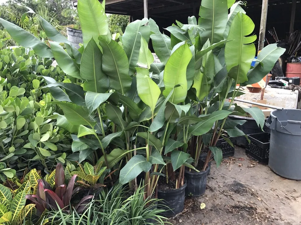 Reliable garden landscaping experts serving Oakland Park, FL - Landscape Solutions