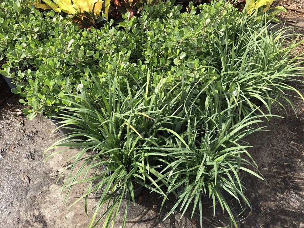 Expert residential landscaping experts serving Oakland Park, FL - Landscape Solutions