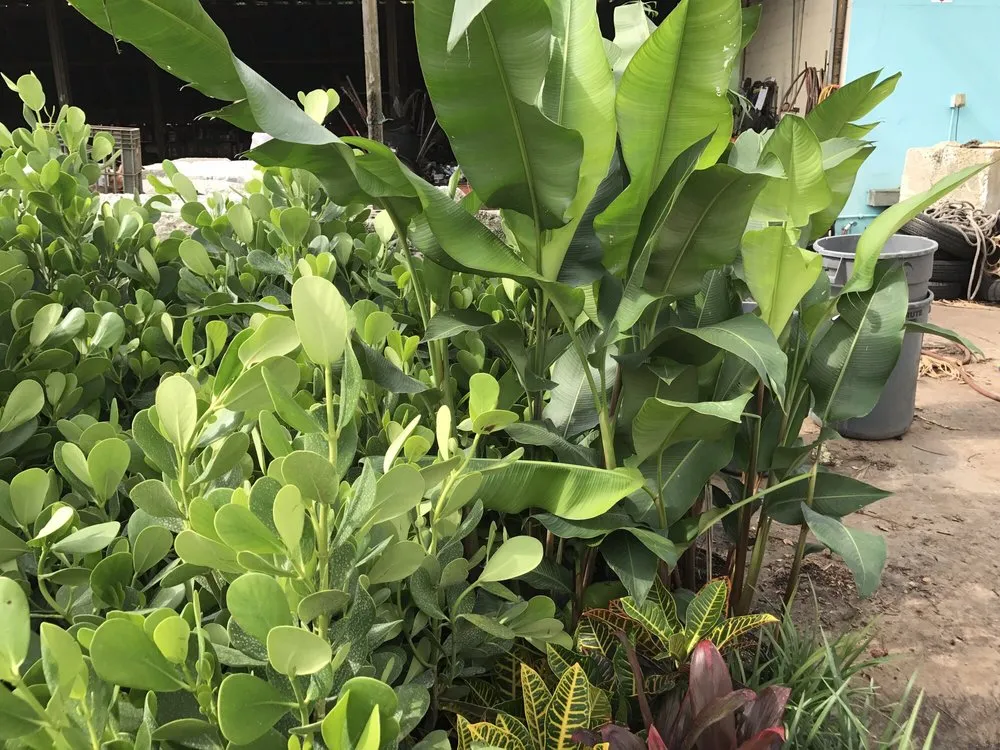 Custom garden landscaping experts serving Oakland Park, FL - Landscape Solutions