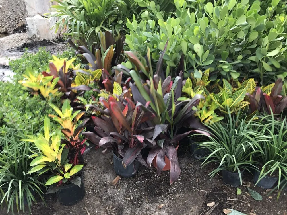 Local lawn care service with custom design across Oakland Park, FL - Landscape Solutions