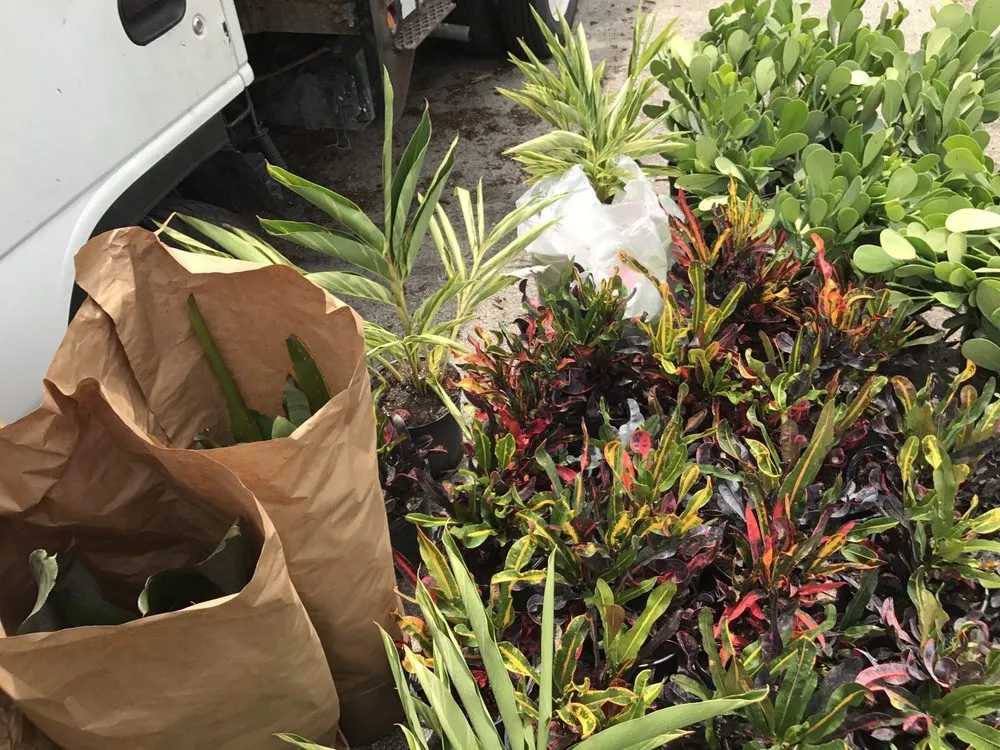 Affordable lawn mowing service experts serving Oakland Park, FL - Landscape Solutions