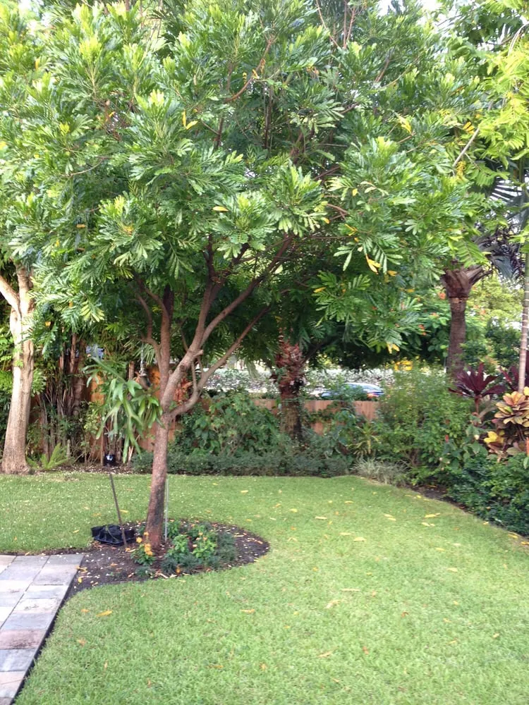 Professional landscape design experts serving Oakland Park, FL - Landscape Solutions