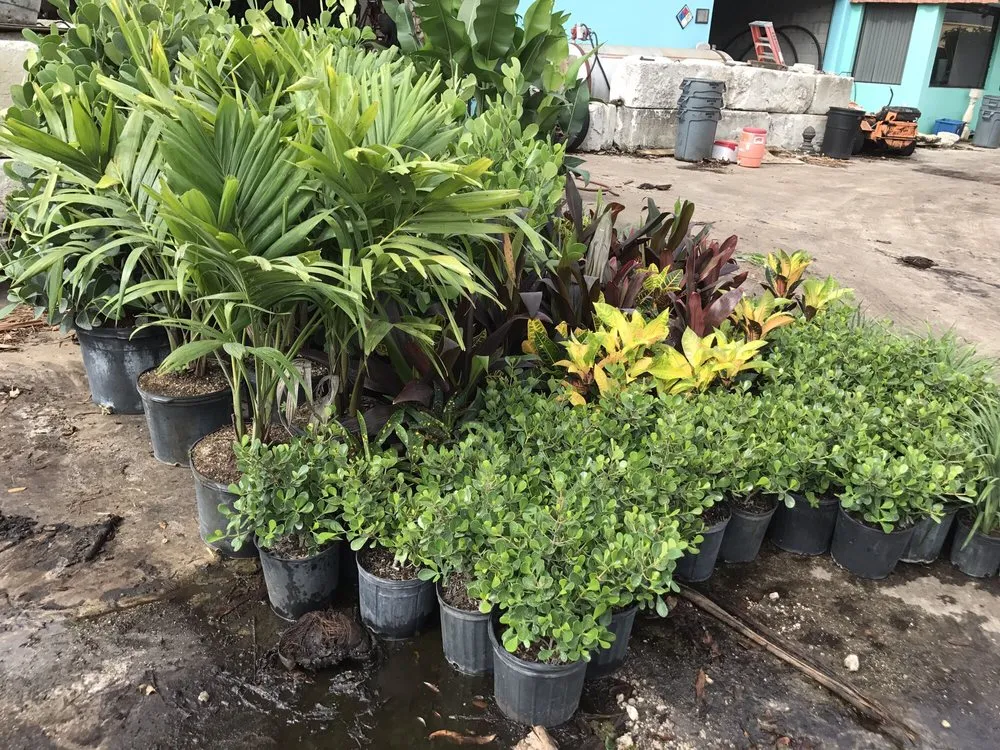 Top-rated lawn care service in Oakland Park, FL by Landscape Solutions