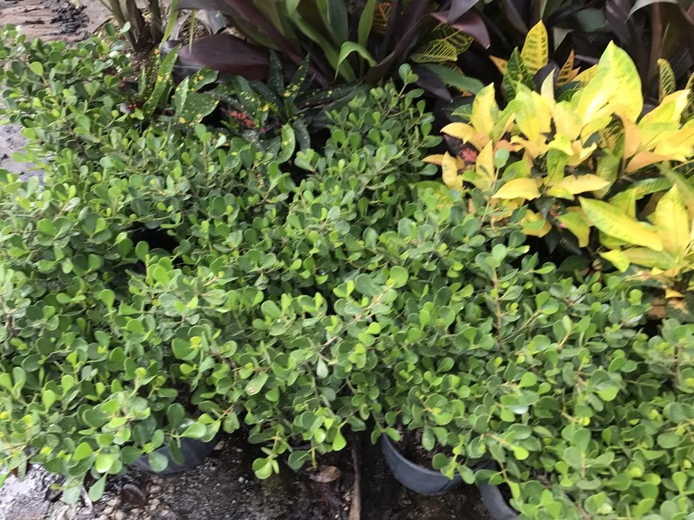 Affordable landscaping services in Oakland Park, FL by Landscape Solutions