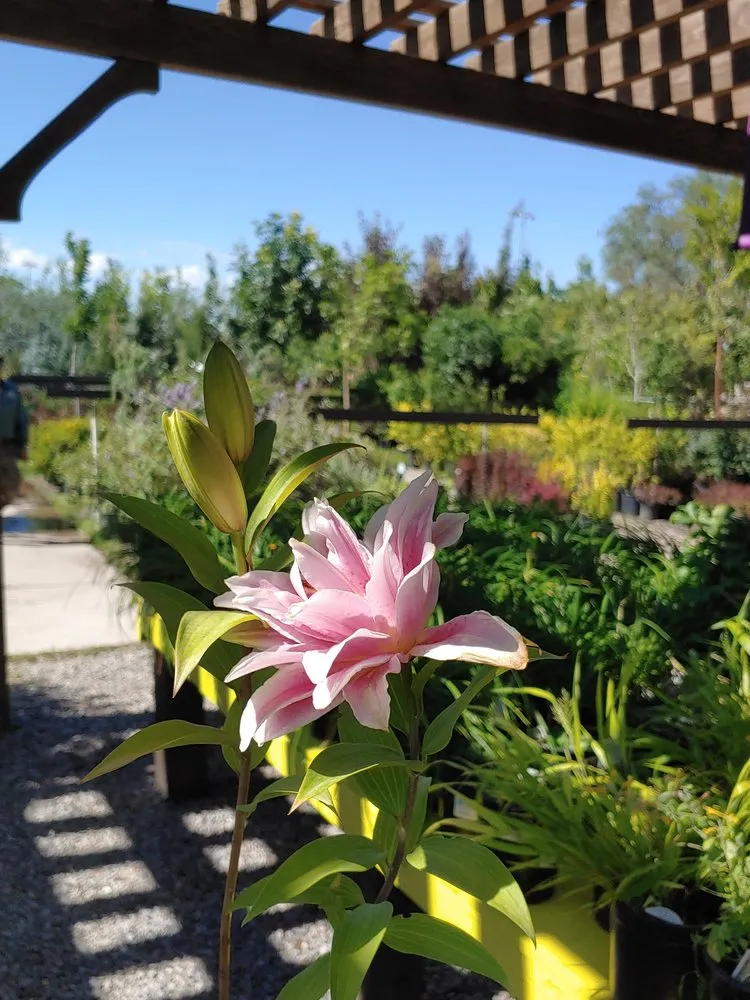 Affordable yard cleanup service with custom design across Draper, UT - Landscape Supply of Utah