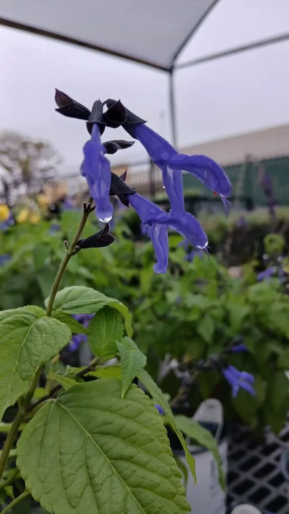 Local landscape installation in Keller, TX - Landscape Systems Garden Center