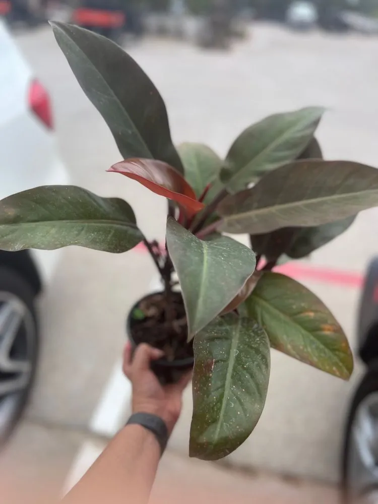 Top-rated residential landscaping for homes across Keller, TX - Landscape Systems Garden Center