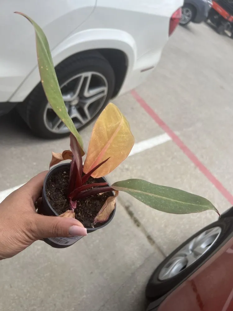 Reliable lawn mowing service near you across Keller, TX - Landscape Systems Garden Center