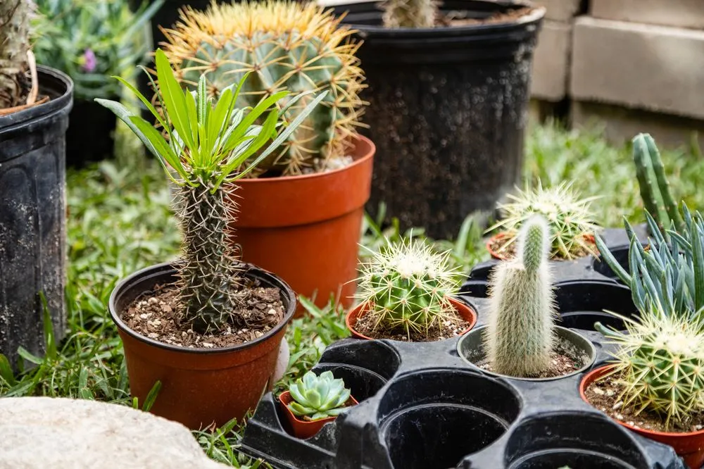 Reliable yard maintenance for outdoor upgrades across Houston, TX - Landscape Texas