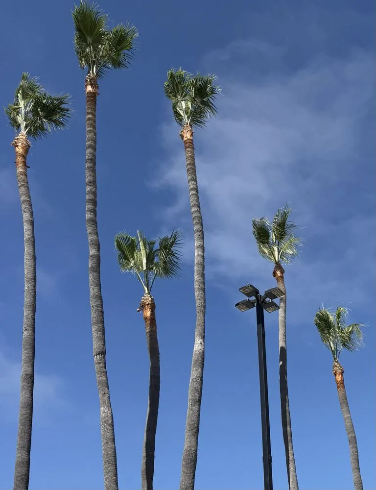 Custom lawn care service experts serving San Pedro, CA - Landscape The Cat