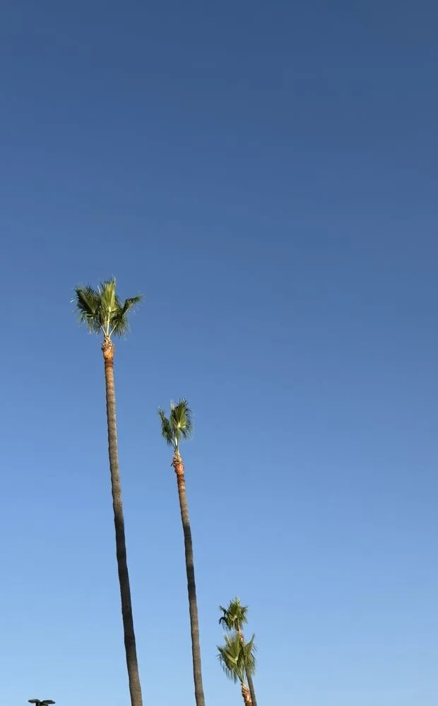 Custom garden landscaping for outdoor upgrades across San Pedro, CA - Landscape The Cat