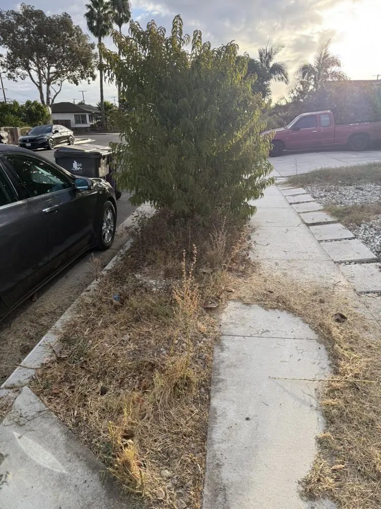 Custom lawn mowing service for homes across San Pedro, CA - Landscape The Cat