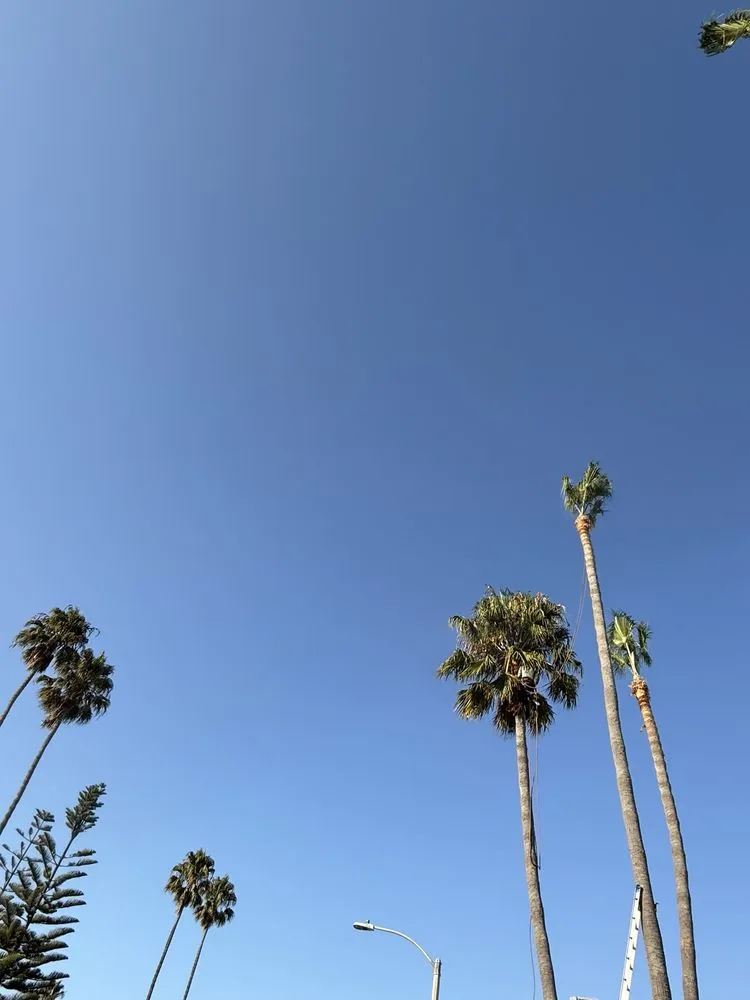 Top-rated landscape design experts serving San Pedro, CA - Landscape The Cat