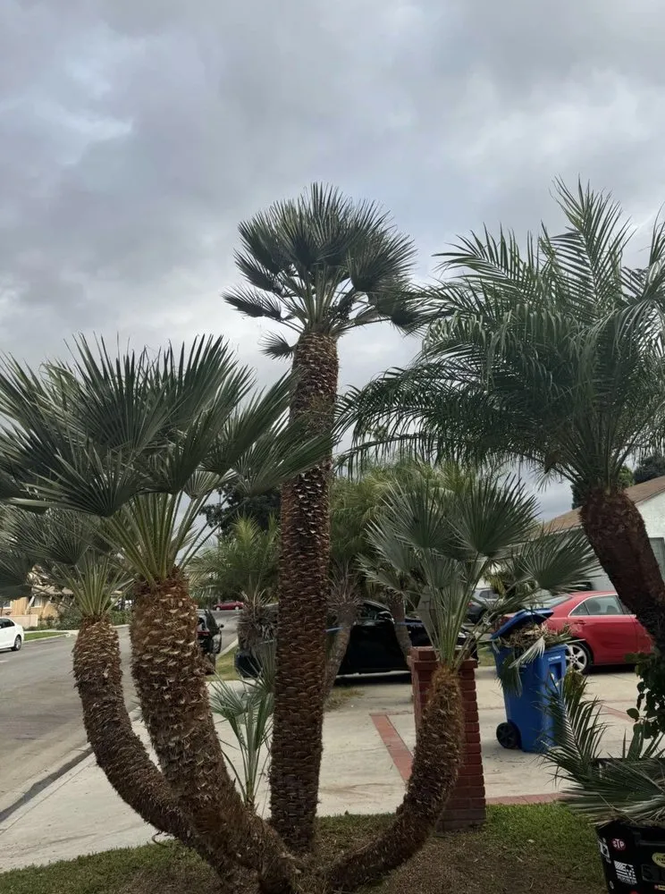 Local residential landscaping in San Pedro, CA - Landscape The Cat