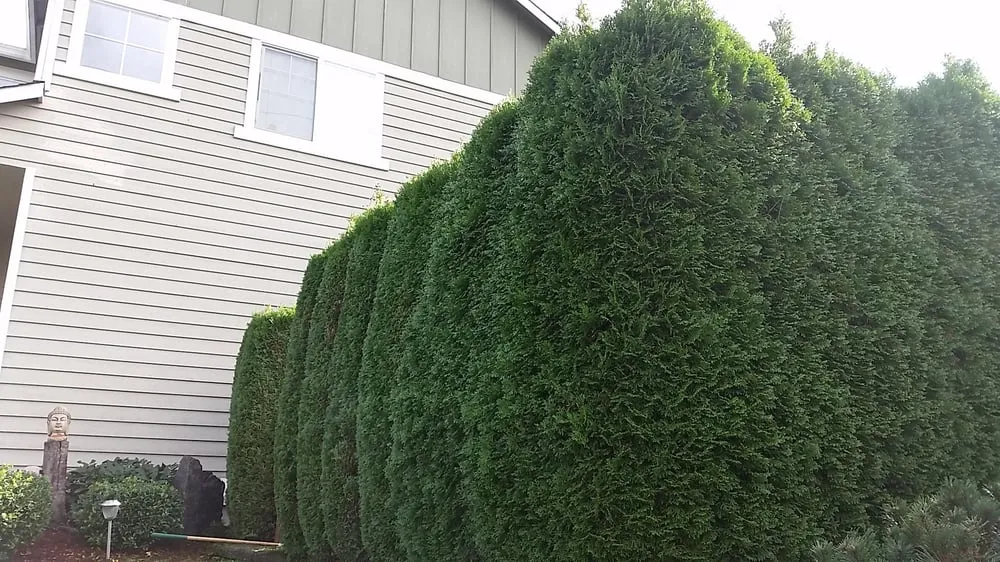 Top-rated lawn mowing service in Kirkland, WA - Landscape To Perfection