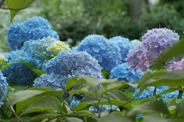 Reliable yard cleanup service near you across Lexington, KY - Landscape Workshop