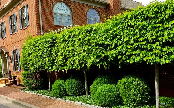 Trusted outdoor landscaping for homes in Lexington, KY by Landscape Workshop