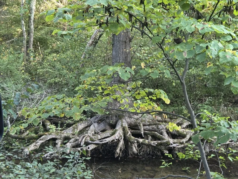 Affordable lawn care service with custom design across Front Royal, VA - Landscape Zen By Her Design