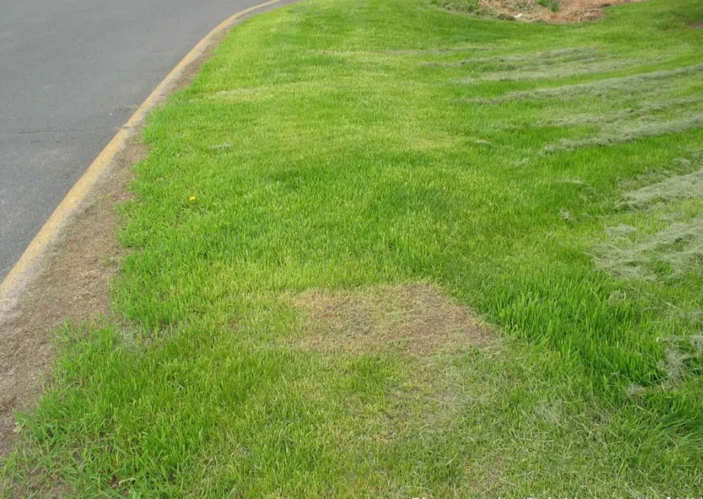 Local yard maintenance experts serving Chicago, IL - Landscapeer