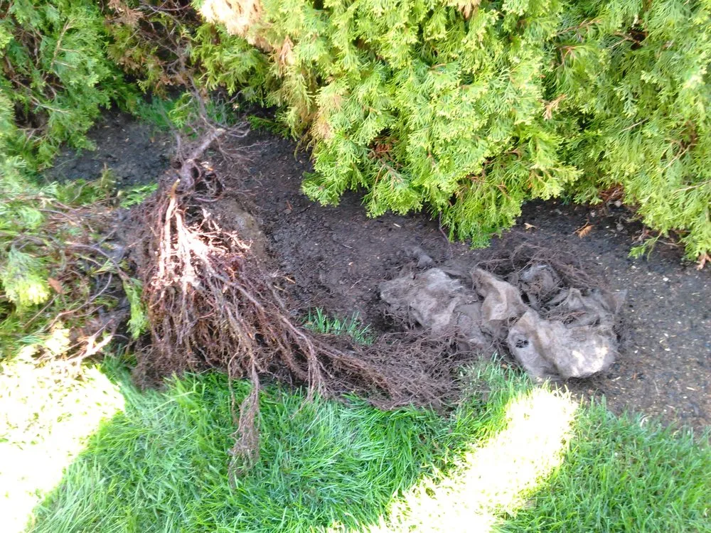 Trusted landscape installation experts serving Bellingham, WA - Landscaper Ben