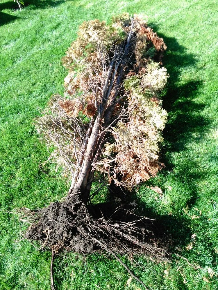 Affordable garden landscaping experts serving Bellingham, WA - Landscaper Ben