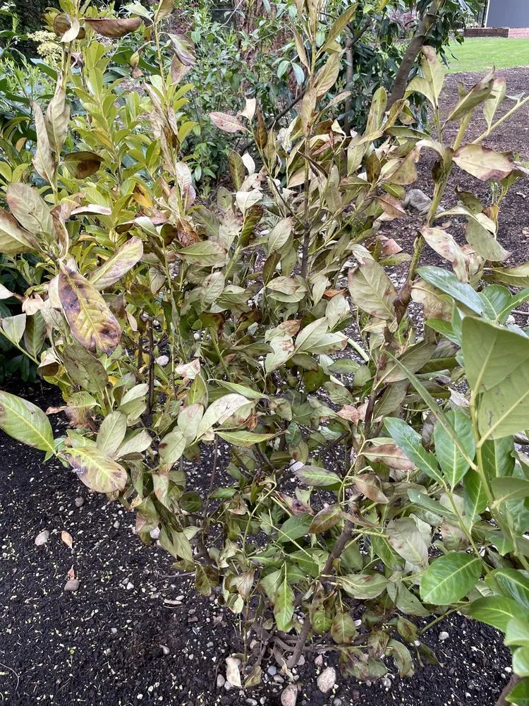 Affordable residential landscaping with custom design across Bellingham, WA - Landscaper Ben