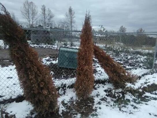 Expert outdoor landscaping for beautiful yards in Bellingham, WA by Landscaper Ben