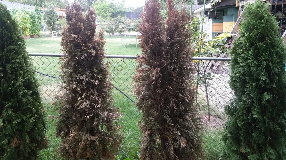 Custom landscape installation for outdoor upgrades in Bellingham, WA by Landscaper Ben