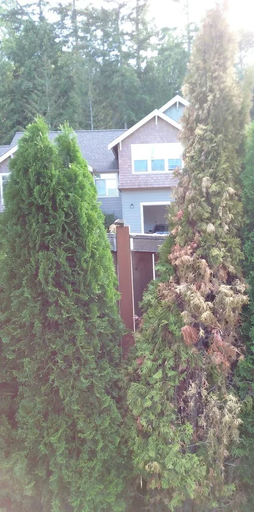 Professional garden landscaping in Bellingham, WA - Landscaper Ben