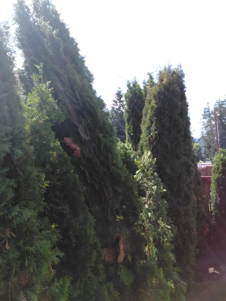 Affordable lawn mowing service in Bellingham, WA - Landscaper Ben