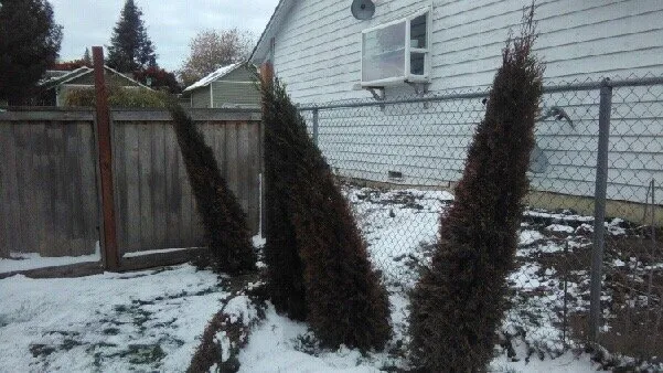 Reliable landscape installation in Bellingham, WA by Landscaper Ben