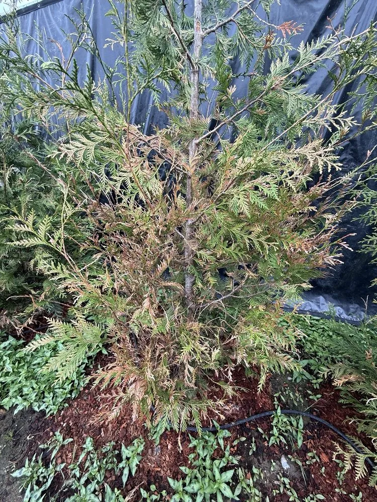 Reliable garden landscaping experts serving Bellingham, WA - Landscaper Ben