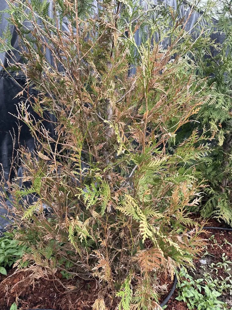 Professional residential landscaping in Bellingham, WA by Landscaper Ben