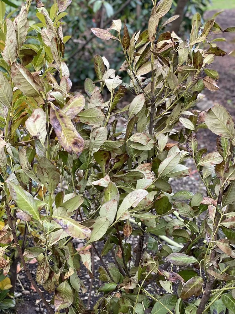 Expert lawn care service for beautiful yards in Bellingham, WA by Landscaper Ben