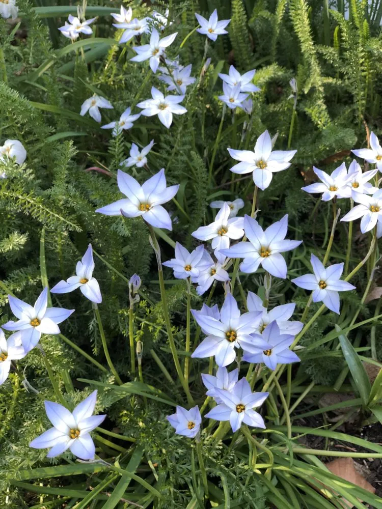 Custom residential landscaping for beautiful yards across Devon, PA - Landscaper Next Door