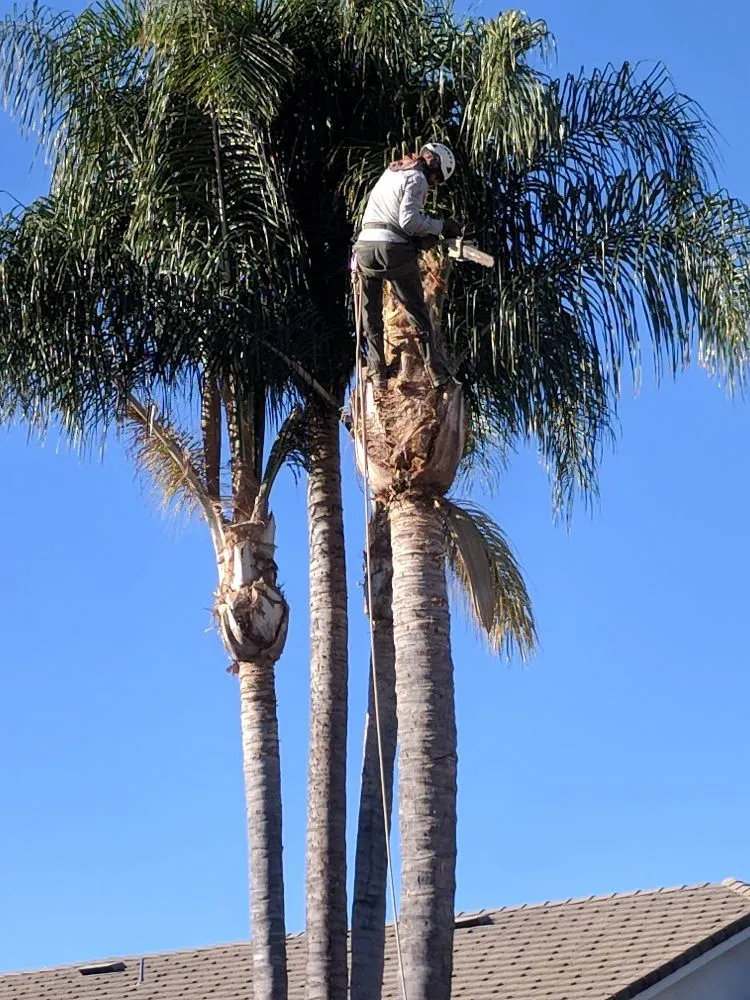 Local yard cleanup service experts serving Temecula, CA - Landscapers Temecula