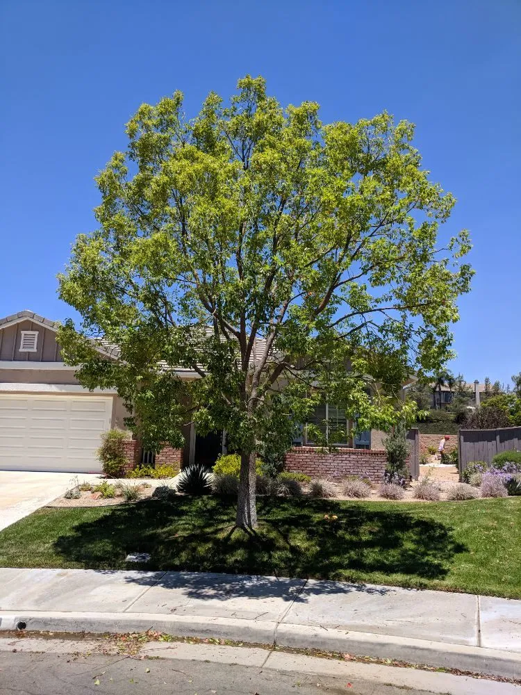 Expert outdoor landscaping for year-round maintenance across Temecula, CA - Landscapers Temecula