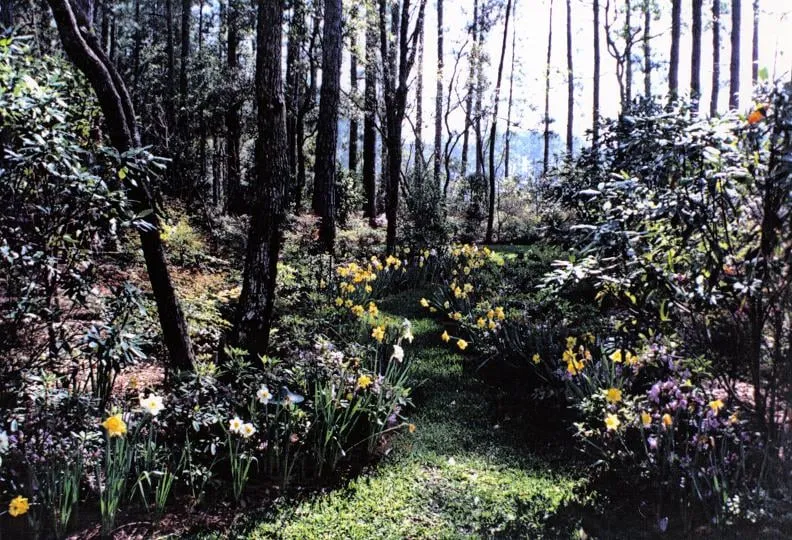 Affordable yard cleanup service in Bluffton, SC - Landscapes and Lights