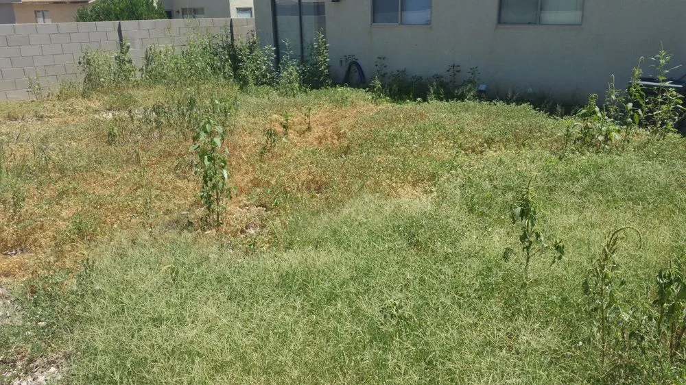 Trusted outdoor landscaping with custom design across Tucson, AZ - Landscapes by Kory