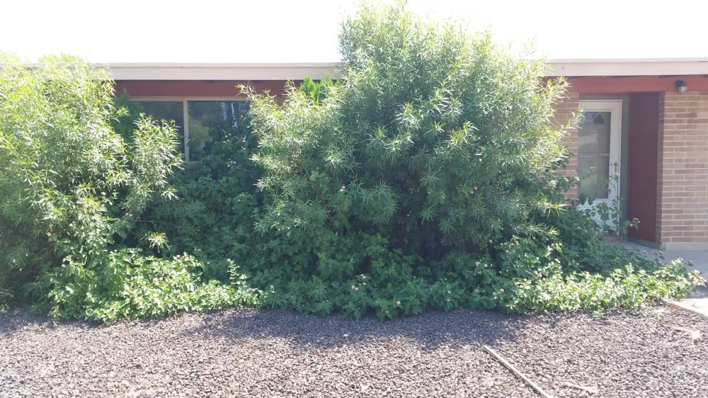 Top-rated landscaping services for year-round maintenance in Tucson, AZ by Landscapes by Kory