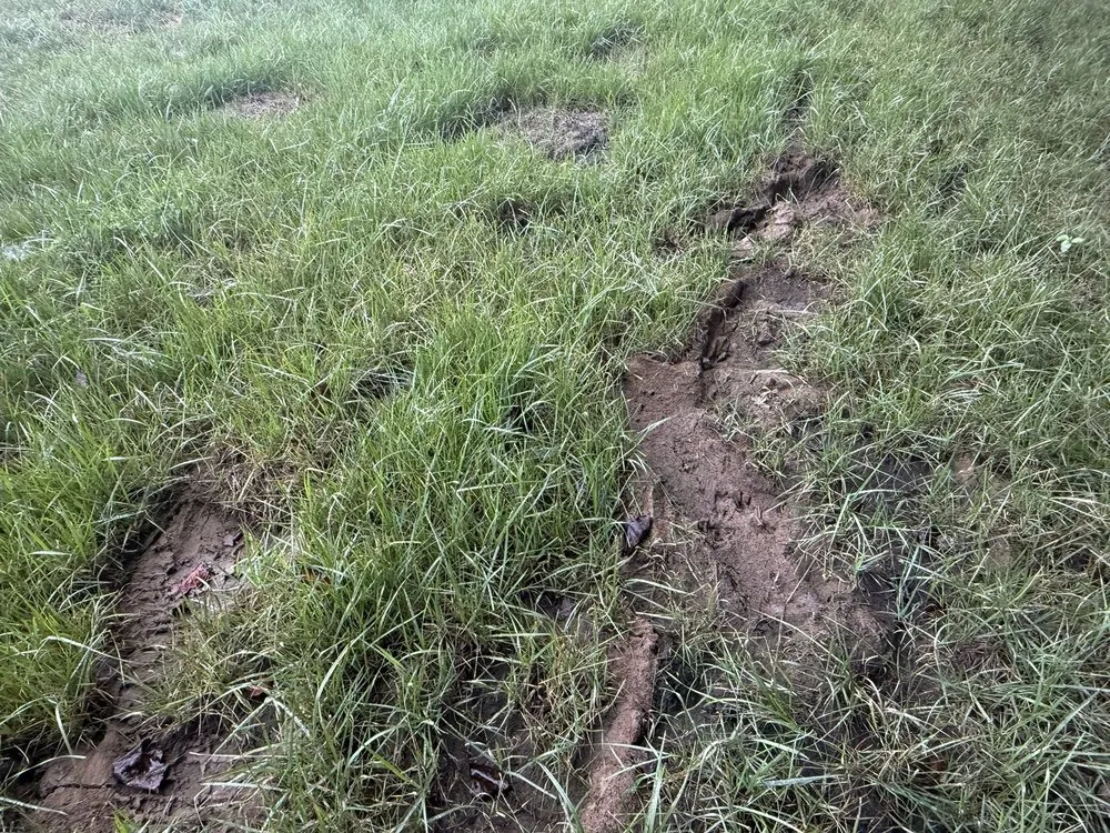 Professional lawn mowing service in Charlotte, TN - Landscapes By Tidwell