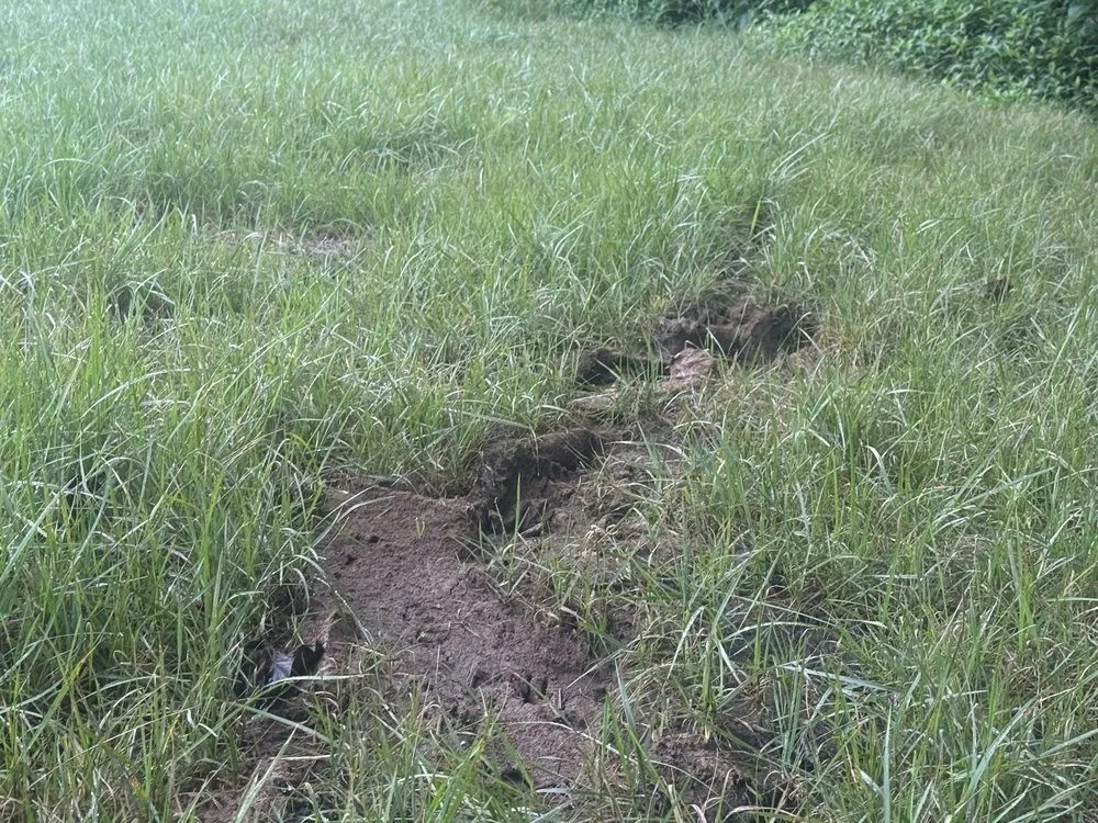 Custom residential landscaping for beautiful yards in Charlotte, TN by Landscapes By Tidwell