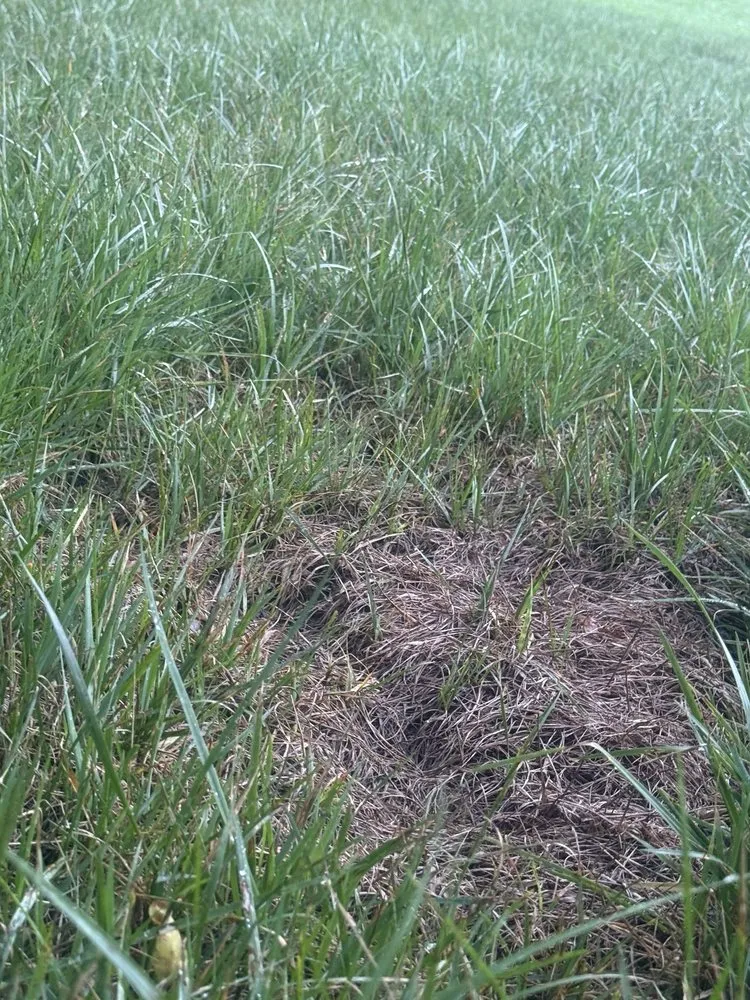 Reliable landscaping services in Charlotte, TN by Landscapes By Tidwell