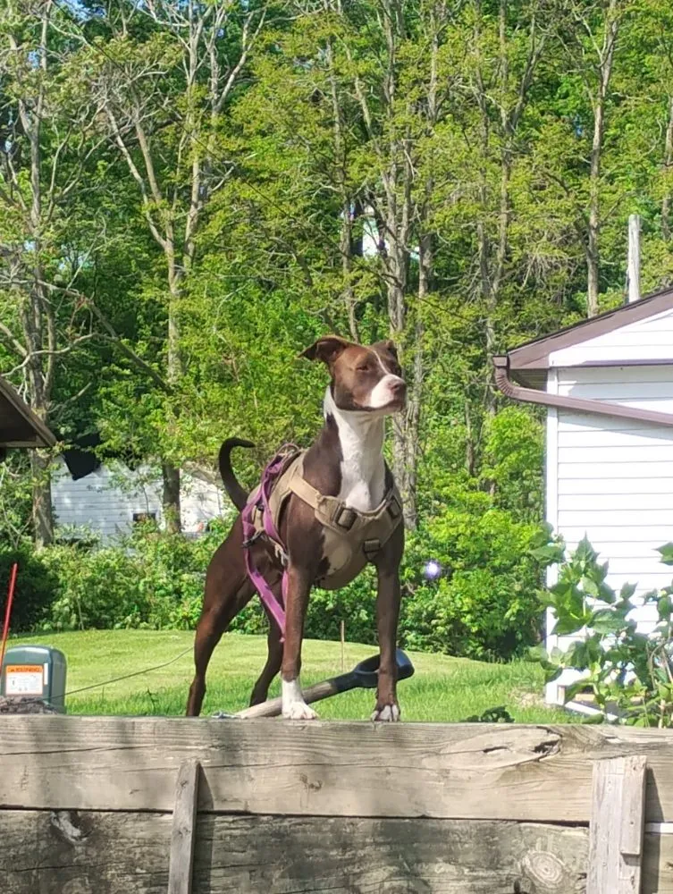 Custom landscaping services experts serving Iowa City, IA - Landscapes Lawns And Leisure