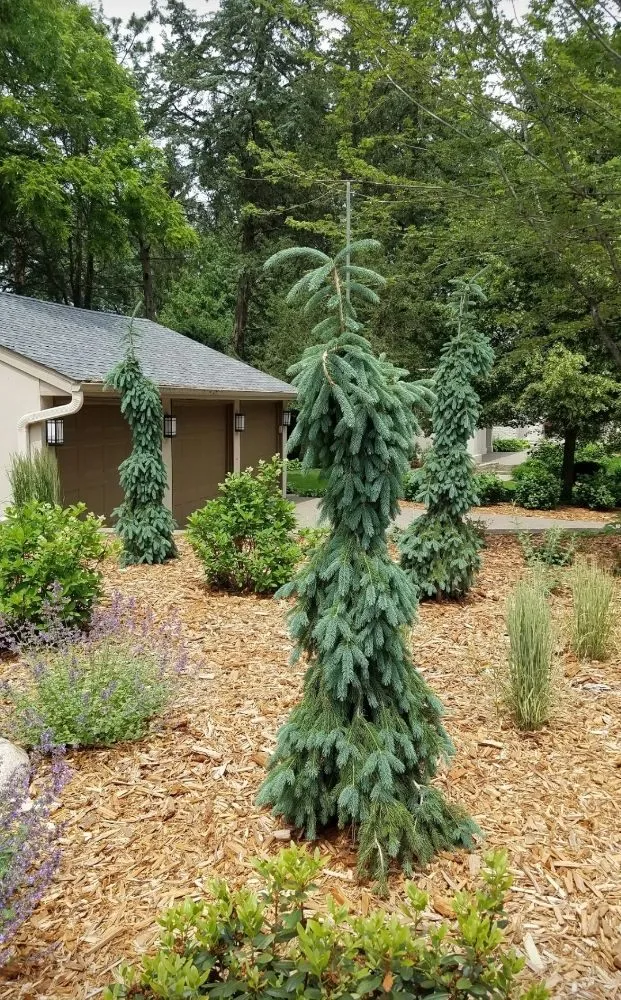 Reliable landscaping services experts serving Hayward, WI - Landscapes on Main