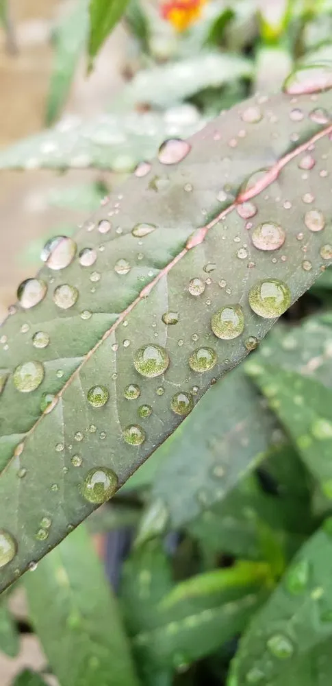 Custom landscape installation for homes in Pearl River, LA by LandScapes